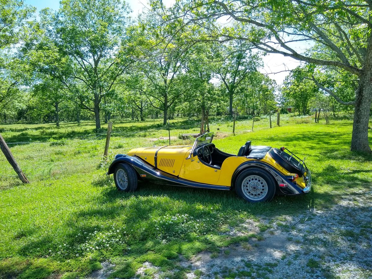 The yellow and black Morgan on a green lawn under pecan trees
